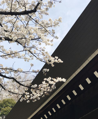 屋根に桜